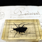 Natura Obscura – Entomologinen näyte no. 320 - pikkukuva 3