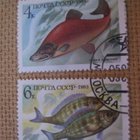 CCCP 1983: kaloja - pikkukuva 2