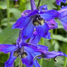 Isoritarinkannus (Delphinium elatum), siemeniä 50 kpl - pikkukuva 2