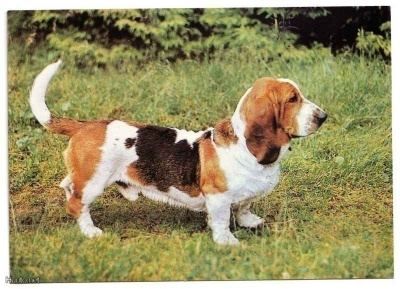 Basset #1061