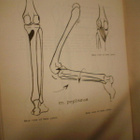 Krantz KINESIOLOGY MANUAL ( 4 p. 1951 USA ) Sis.pk:t - pikkukuva 5