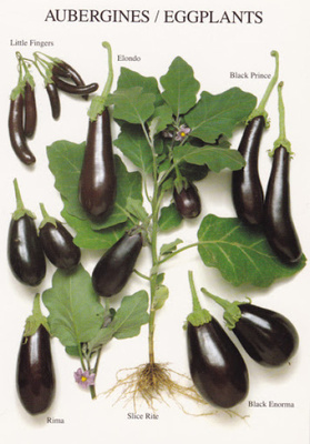 Munakoiso