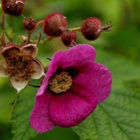 Tuoksuvatukka (Rubus odoratus), siemeniä 50 kpl - pikkukuva 1