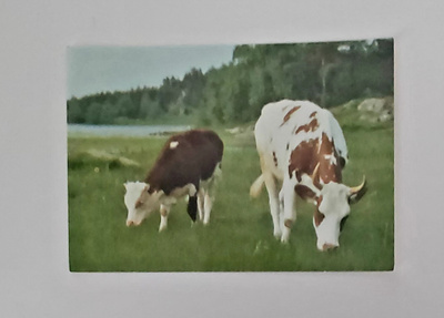 "Lehmiä laitumella"-KULKEMATON POSTIKORTTI