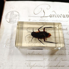 Natura Obscura – Entomologinen näyte no. 367 - pikkukuva 3