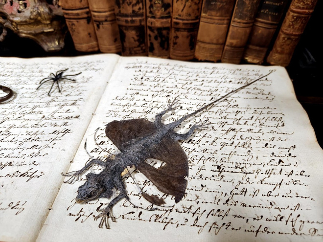 Taksidermia – Draco volans -lentolisko