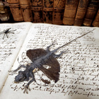 Taksidermia – Draco volans -lentolisko - pikkukuva 1