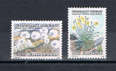 Grönlanti 1989 - Kukkia (2)