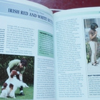 Irish Red and White Setter (2003) - pikkukuva 2