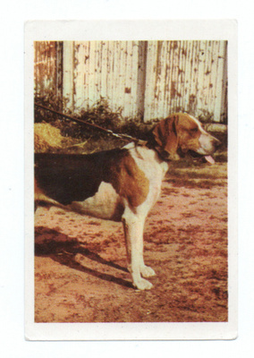 Purkkakuva Serti n:o 42 BEAGLE-HARRIER