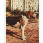 Purkkakuva Serti n:o 42 BEAGLE-HARRIER - pikkukuva 1