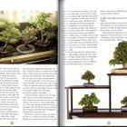 Bonsai for Beginners by Craig Coussins - pikkukuva 2