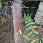 Metalliset tikapuut 3,85 m vintage - pikkukuva 5