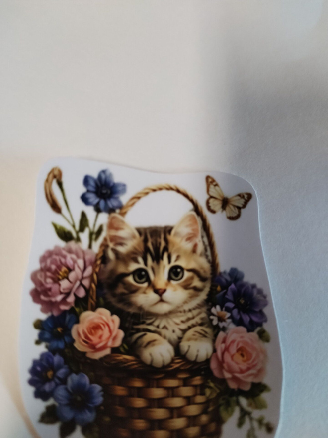 Suloinen kissa tarra.