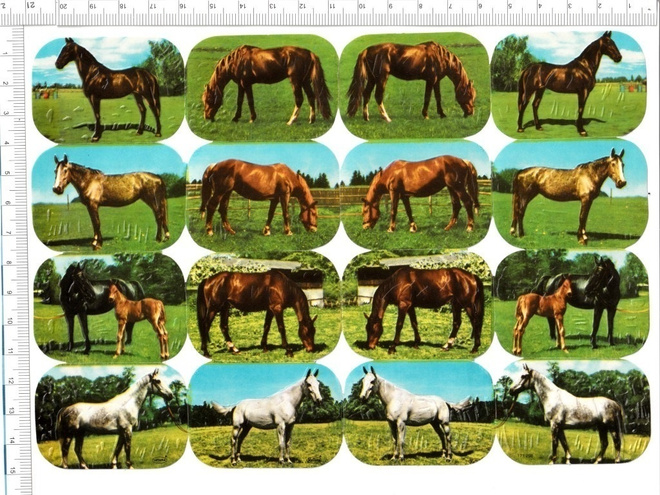 * krüger 98-136, upeat rotuhevoset-arkki *