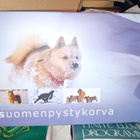 Angela Cavill : Kansalliskoiramme Suomenpystykorva ( SIGNED - pikkukuva 1