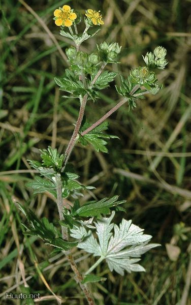 Hopeahanhikki (Potentilla argentea), siemeniä 50 kpl