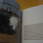 Best in Show - Knit Your Own Cat - Muir & Osborne - Uusi - pikkukuva 5
