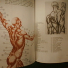 Burne Hogarth : DYNAMIC ANATOMY ( 1990 nide ) Sis.pk:t - pikkukuva 3