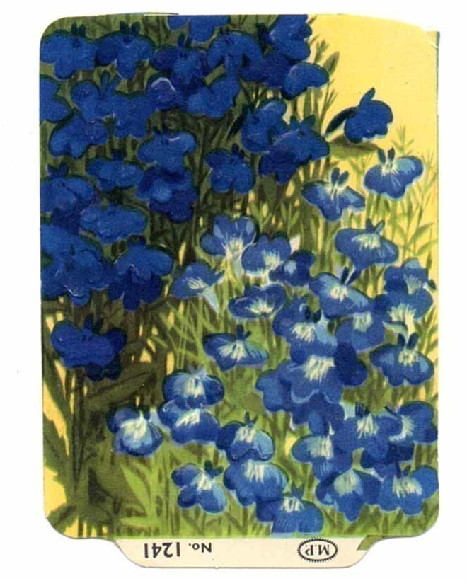 M.P. 1241 / NELKKU: Tummansininen lobelia. 1950-60-l.