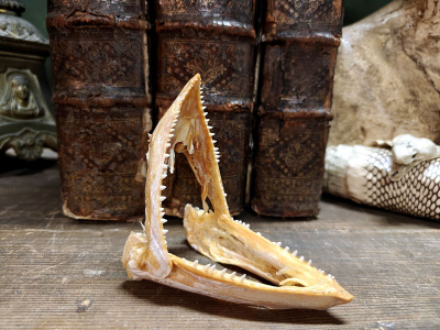 Trooppisen saalistajan leukaluusto, Madagaskar