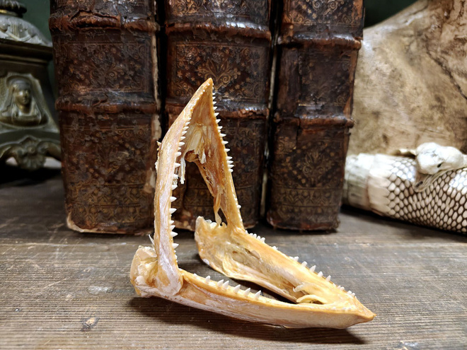 Trooppisen saalistajan leukaluusto, Madagaskar