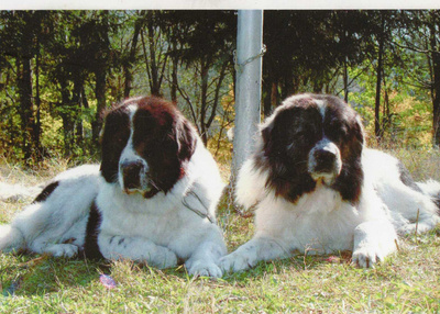 PYRENEITTEN MASTIFFI POSTIKORTTI