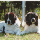 PYRENEITTEN MASTIFFI POSTIKORTTI - pikkukuva 1
