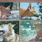 CCCP: vintage Zoopark-postikorttikansio - pikkukuva 3