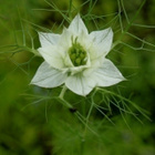 Tarhaneito (Nigella damascena), siemeniä 30 kpl - pikkukuva 3