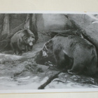 Kööpenhamina, Eläintarha, karhuja, vanha valokuvapk, p. 1953 - pikkukuva 1
