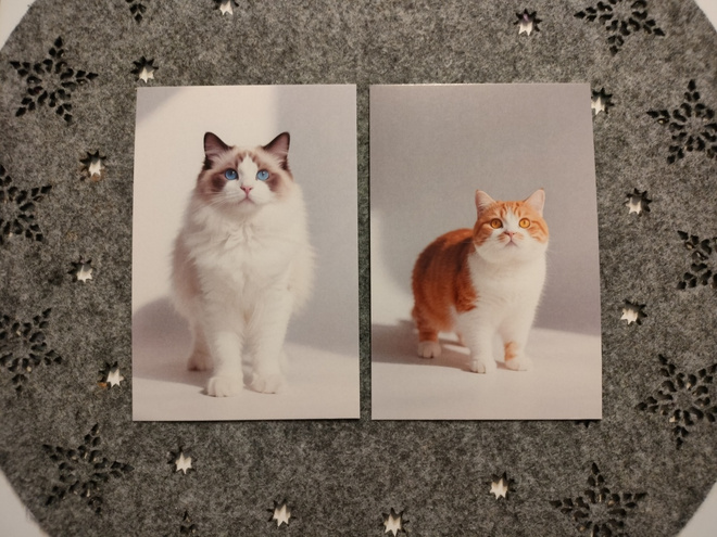 ~Kissa kortti~ 2kpl