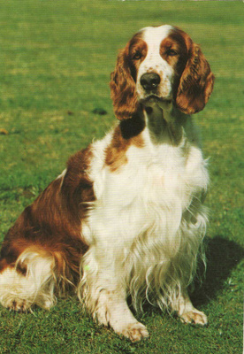 WALESIN SPRINGERSPANIEL POSTIKORTTI