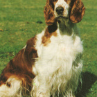 WALESIN SPRINGERSPANIEL POSTIKORTTI - pikkukuva 1