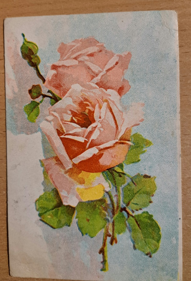 kukkakortti vaal.punaisia ruusuja, kulkenut 1922