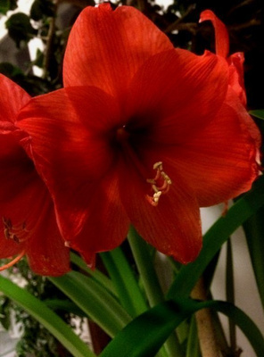 Jaloritarinkukka (jouluamaryllis), siemeniä 25 kpl