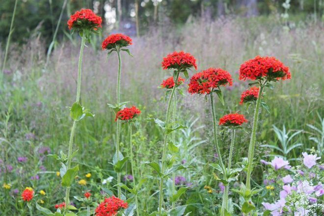 Palavarakkaus (Lychnis chalcedonica), siemeniä 100 kpl