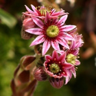 Kattomehitähti (Sempervivum tectorum), siemeniä 100 kpl - pikkukuva 2