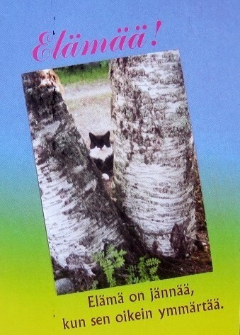 Kissa ja koivun rungot