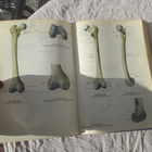 saksankielinen anatomiakirja v 1959 - pikkukuva 4