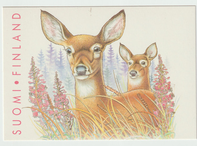 Wildlife : Valkohäntäpeura