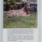 Beverly Pisano : Irish Wolfhounds - pikkukuva 2