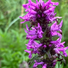 Rohtopähkämö (Stachys officinalis), siemeniä 100 kpl - pikkukuva 2