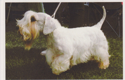 SEALYHAM TERRIER POSTIKORTTI