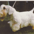 SEALYHAM TERRIER POSTIKORTTI - pikkukuva 1
