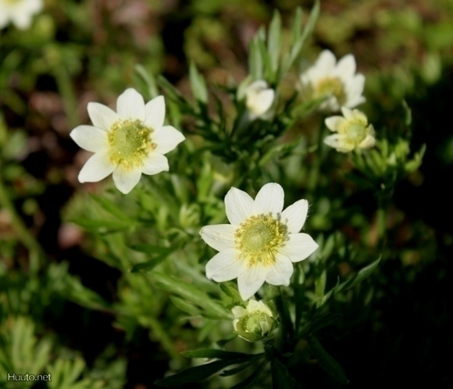Amerikanvuokko (Anemone multifida), siemeniä 50 kpl