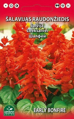 Tulisalvia - siemenet #