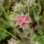 Tähtiapila (Trifolium stellatum), siemeniä 50 kpl - pikkukuva 2