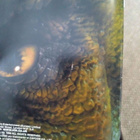 Dino Crisis - PAL UK versio CIB - pikkukuva 5