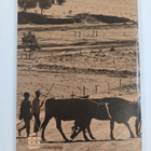 W. H. Turnbull : How to look after cattle - pikkukuva 2